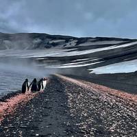 Photo de voyageur Antarctique classique - 10 jours #3