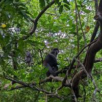 Ecoturismo e Inmersión cultural en la Zona del Parque Nacional del bosque de Jozani, Zanzíbar: foto del viajero #3