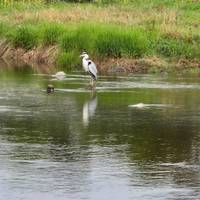 Photo de voyageur Explorateur essentiel du Japon - 13 jours #2