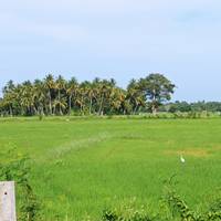 Twee weken in Sri Lanka: foto van de reiziger #2