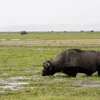 9-Day Kenya Wildlife Luxury Safari- High End traveler photo #1