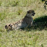 9-Day Kenya Wildlife Luxury Safari- High End traveler photo #3