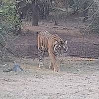 Luxe reis naar de Indische cultuur & wilde dieren: foto van de reiziger #3