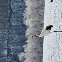 Reise in den Osten mit Sapporo-Schneefestival Reise-Foto #2