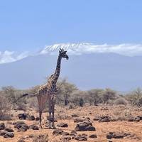 Amboseli & Tsavo West Nationalpark Safari ab Nairobi - 3 Tage Reise-Foto #1