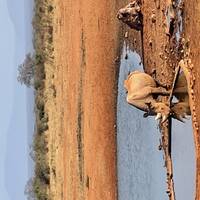 Safari de 3 días al Parque Nacional de Amboseli y Tsavo Occidental desde Nairobi: foto del viajero #2