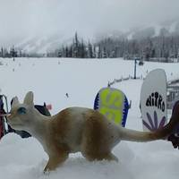 Columbia Británica circuito de esquí 11 días: foto del viajero #1