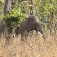 India Tijger Tour met Mumbai: foto van de reiziger #2