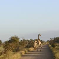 Kruger National Park & de Panoramaroute – een safari – 3 dagen: foto van de reiziger #2