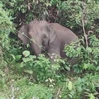 Borneo clásico: foto del viajero #1