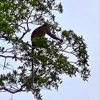 Borneo clásico: foto del viajero #2