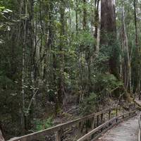 Wildes Tasmanien - 4 Tage Reise-Foto #1