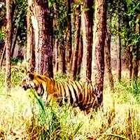 Tiger Safari India with Taj Mahal Tour traveler photo #1