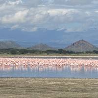 05 Días de Safari en Grupo en Jeep 4x4 y Camping Económico en Kenia: foto del viajero #3