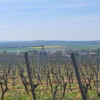 Photo de voyageur Tournée des vignobles sur le Rhin #2