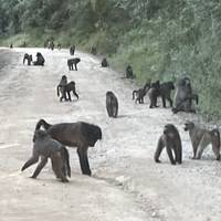 South Africa Odyssey traveler photo #3