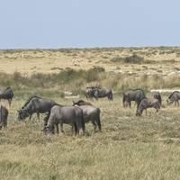 11 DAY - NAMIBIA OVERLAND TOUR / CAMPING traveler photo #2