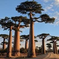 Baobab Safari Reise-Foto #1