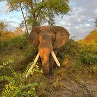 Photo de voyageur Séjour indépendant en Afrique du Sud avec les chutes Victoria #2