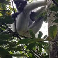 Encuentros Indri: foto del viajero #2