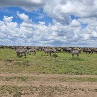 Safari in Tanzania – gnoe-migratie – 10 dagen: foto van de reiziger #3