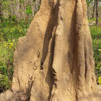 Photo de voyageur Safari dans la jungle de Chitwan - voyage exotique de 2 nuits / 3 jours #1