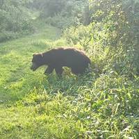 Photo de voyageur Safari dans la jungle de Chitwan - voyage exotique de 2 nuits / 3 jours #3