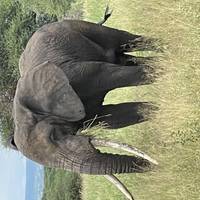 4 dagen in Serengeti seronera migratie en Ngorongoro: foto van de reiziger #1