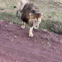 4 dagen in Serengeti seronera migratie en Ngorongoro: foto van de reiziger #2