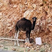 Circuito Privado de 5 Días y Circuito al Desierto del Sáhara desde Marrakech: foto del viajero #2