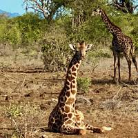 9-Day Best Big Five Kenya Private Luxury Safari - 4 X 4 Land Cruiser Tour traveler photo #1