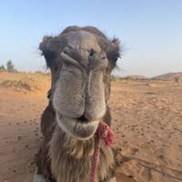 3-Daagse Marrakech naar Sahara woestijntour met luxe kampeerervaring in Merzouga: foto van de reiziger #2