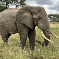 3-daagse Serengeti Onvergetelijke Safari: foto van de reiziger #2