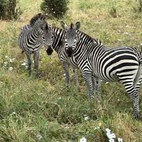 Serengeti Unvergessliche Safari 3 Tage Reise-Foto #3