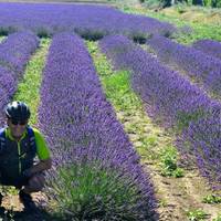 Bike Tour, Provence, France (guided groups) traveler photo #1