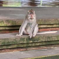 Exploring Bali: Culture and Nature Tour (Private Custom) traveler photo #2