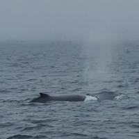 Newfoundland Verkenner van Corner Brook: foto van de reiziger #1