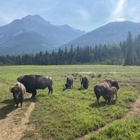 Canadian Rockies traveler photo #1