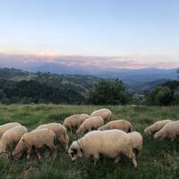 Transylvanian Village Life in the Carpathian Mountains: An Eco-Certified Experience traveler photo #2