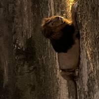 Photo de voyageur Journeys : Découvrez Le Cap et le Parc National Kruger National Geographic Journeys #1