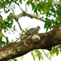 Photo de voyageur Aventure dans la jungle amazonienne de Manaus 5J/4N #3