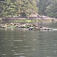 Vancouver Island Explorer traveler photo #1