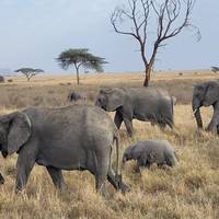 Serengeti Trail (8 destinations) traveler photo #2