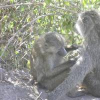 Tansania Lodge Safari - 6 Tage Reise-Foto #2