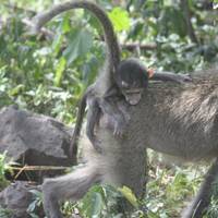 Tansania Lodge Safari - 6 Tage Reise-Foto #3