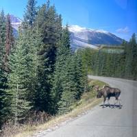 5-Day Canadian Rockies Adventure: Banff, Jasper & Yoho National Parks Tour traveler photo #3