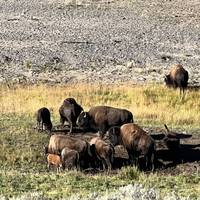 Yellowstone / Grand Teton 4 Day / 3 Night Wildlife Adventure traveler photo #3