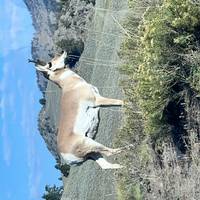 Yellowstone / Grand Teton 4 Day / 3 Night Wildlife Adventure traveler photo #2