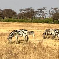 Hwange National Park Safari Erlebnisreise (3 Tage) Reise-Foto #2