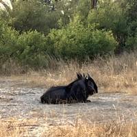 Hwange National Park Safari Erlebnisreise (3 Tage) Reise-Foto #1